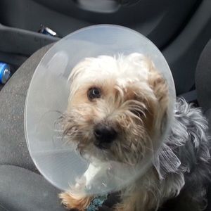 Meet your Posher, Cera