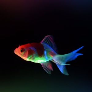 Meet your Posher, Cameron