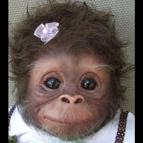 Meet the Posher - Picture 4 of 4