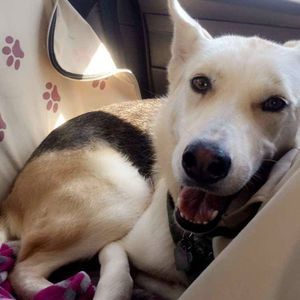 Meet your Posher, Daisy