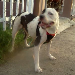 Meet your Posher, Rafael