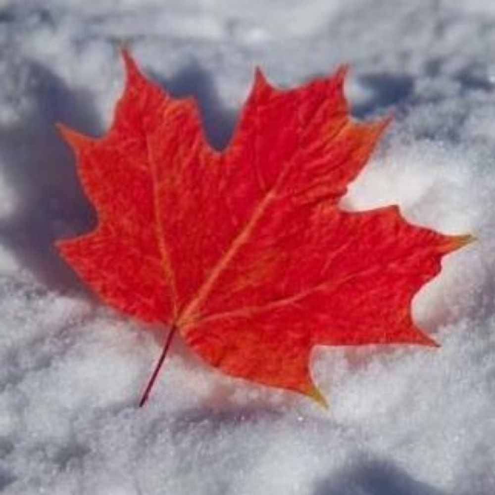 Meet your Posher, Lynai