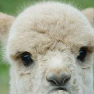 Meet your Posher, Ann