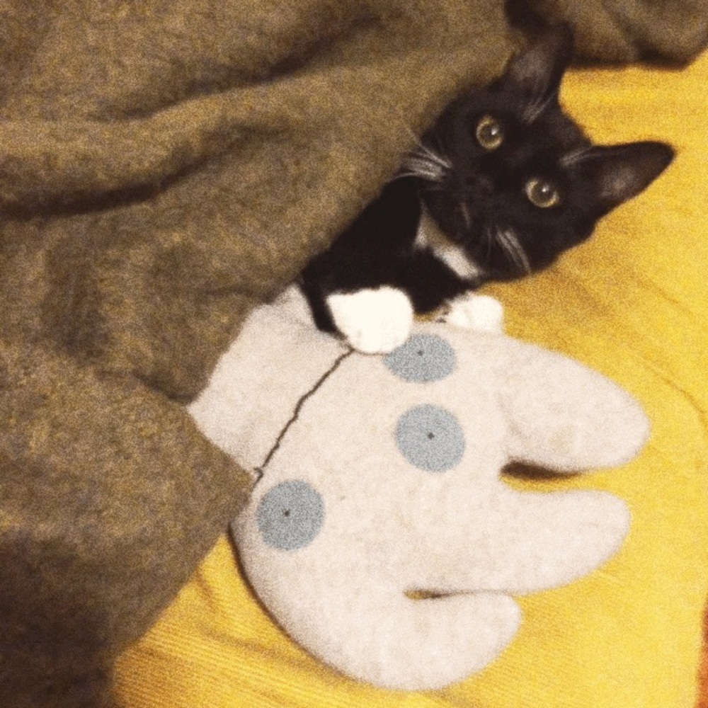 Meet your Posher, Shannon