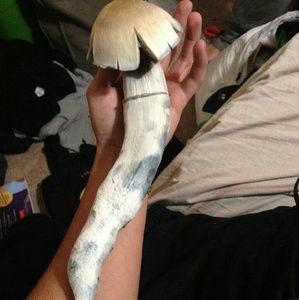 Meet your Posher, Paul