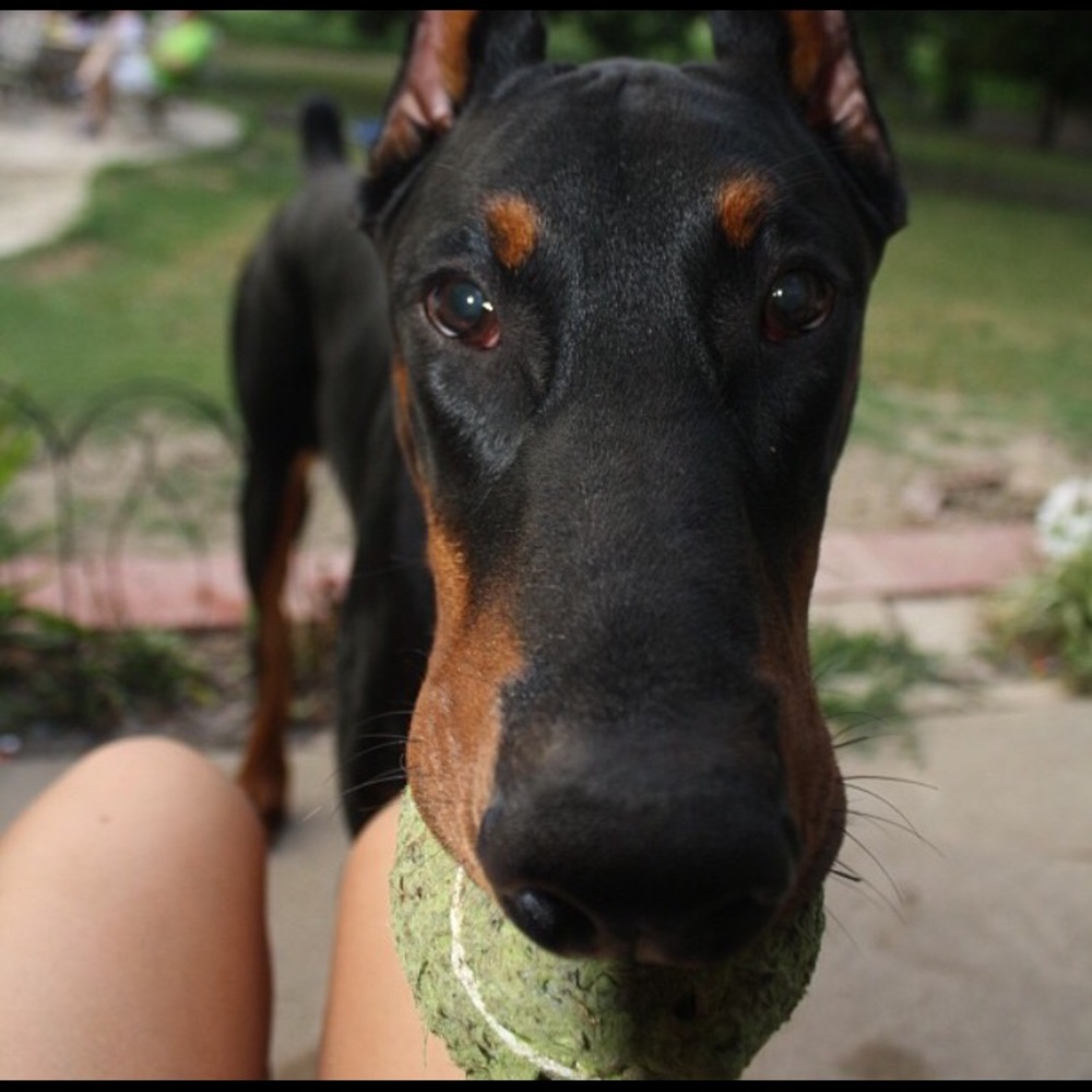 Meet your Posher, Riley