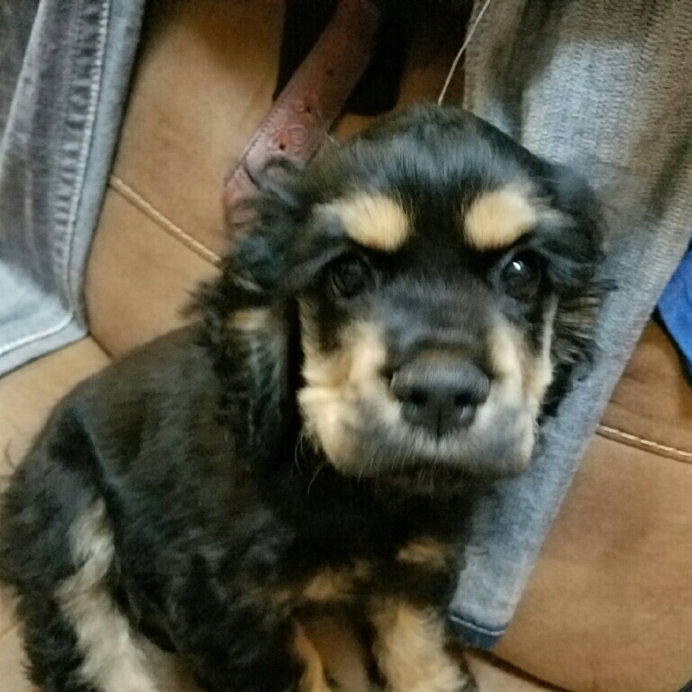 Meet your Posher, Robin