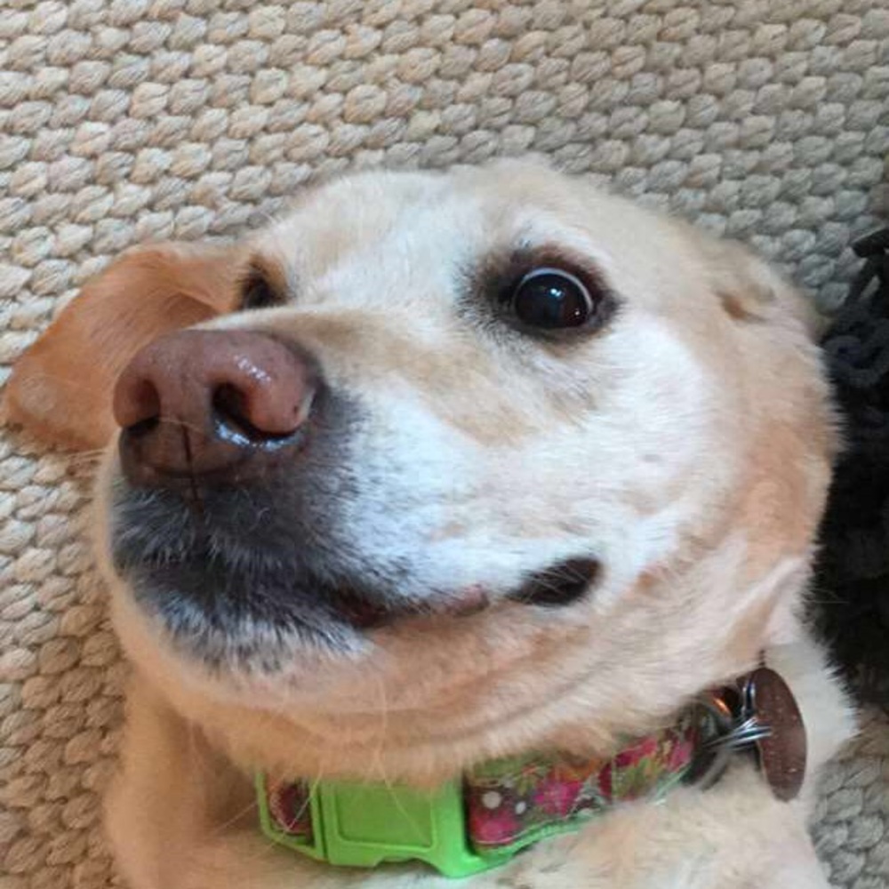 Meet your Posher, Will