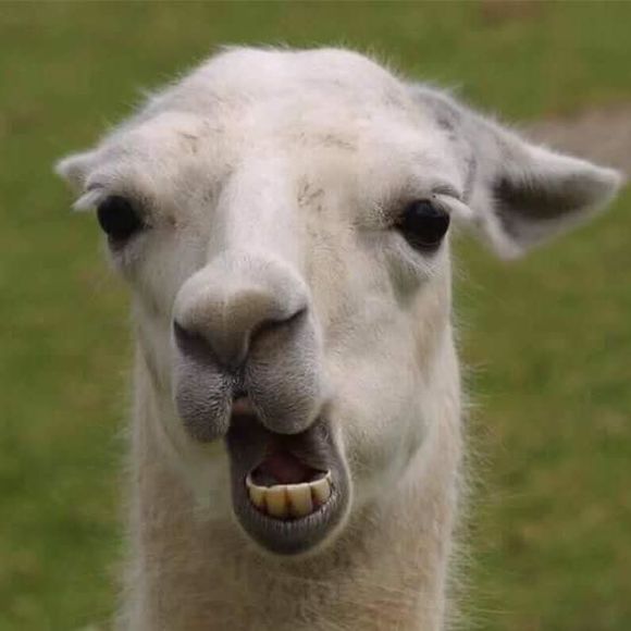 Meet your Posher, Chris - Picture 1 of 1