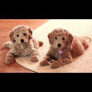 Meet your Posher, Vy