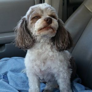 Meet your Posher, Marcia