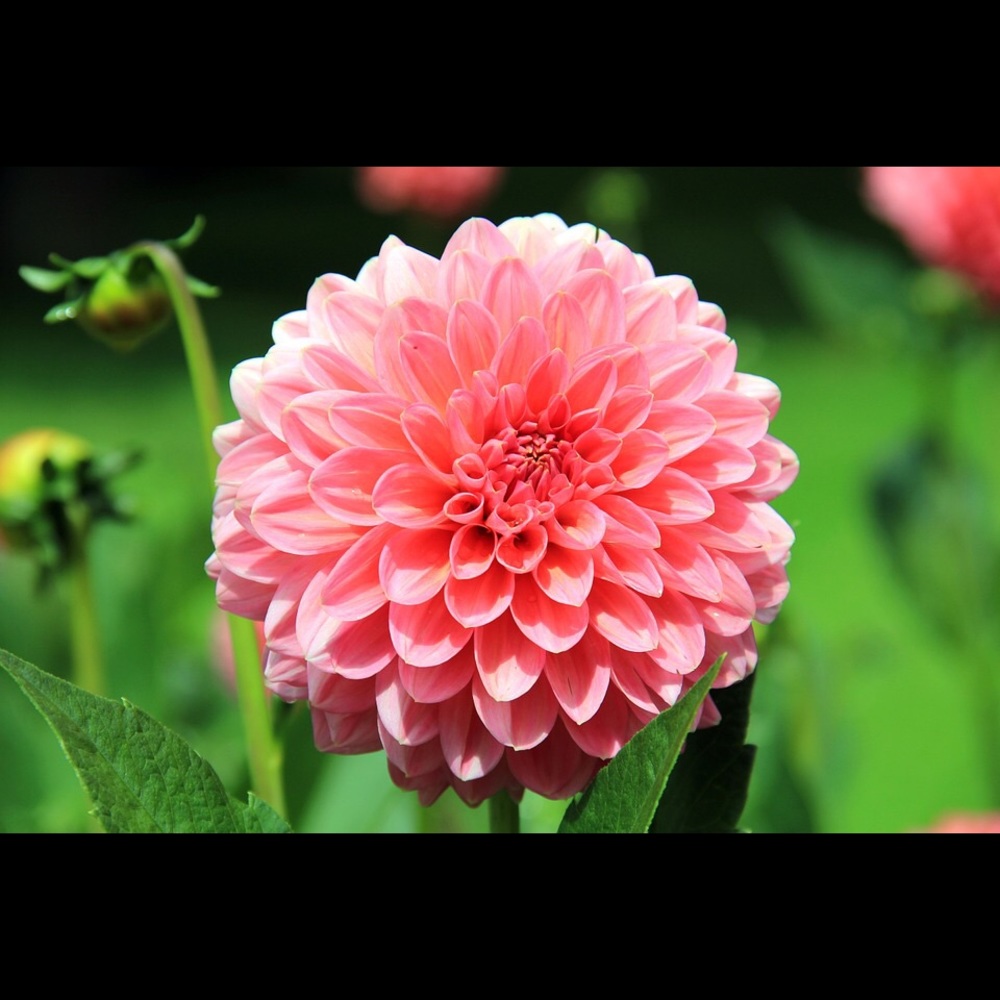 Meet your Posher, Maira