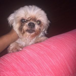 Meet your Posher, Ashanquia