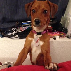 Meet your Posher, Autumn