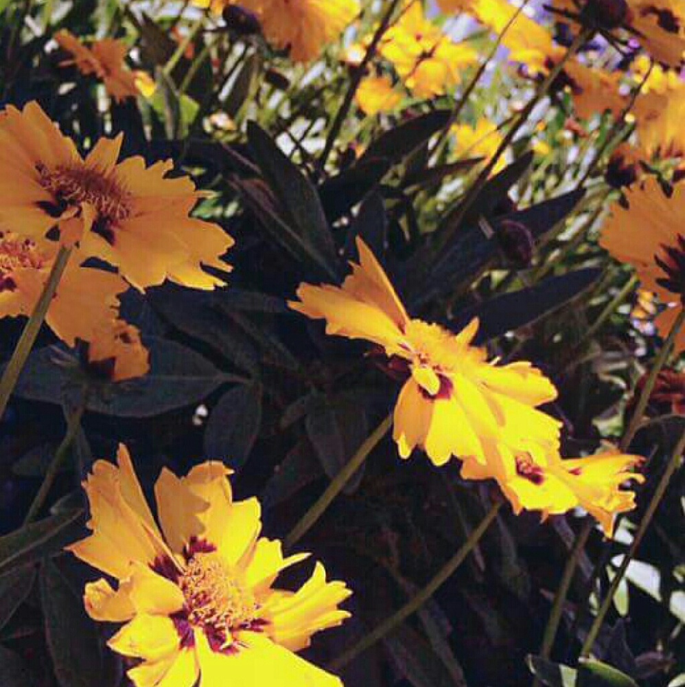 Meet your Posher, Ashaunte