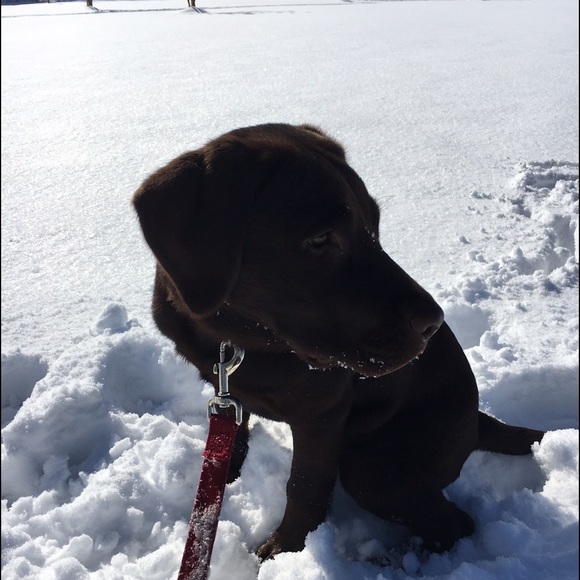 Meet your Posher, Gracie - Picture 1 of 1