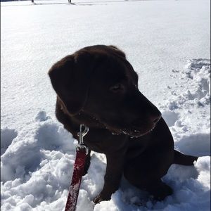 Meet your Posher, Gracie