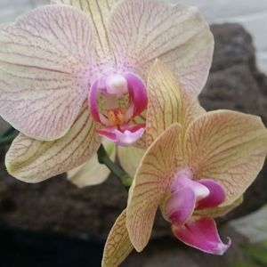 Meet your Posher, Renee