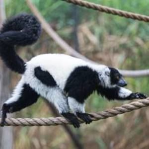 Meet your Posher, Laney