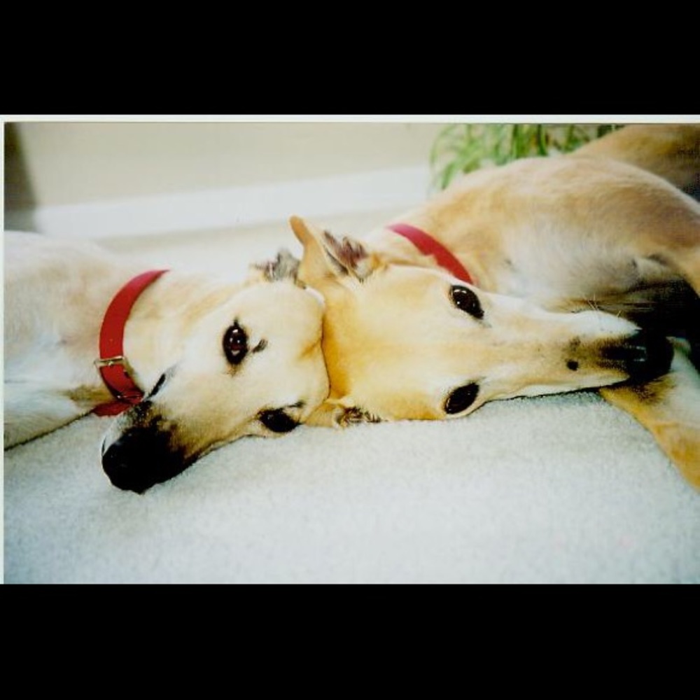 Meet your Posher, Gayle