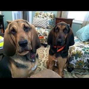 Meet your Posher, Blair