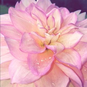 Meet your Posher, Ally