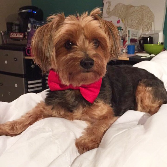 Meet your Posher, Karissa - Picture 7 of 8