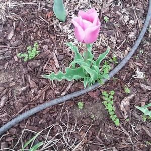 Meet your Posher, Alexis