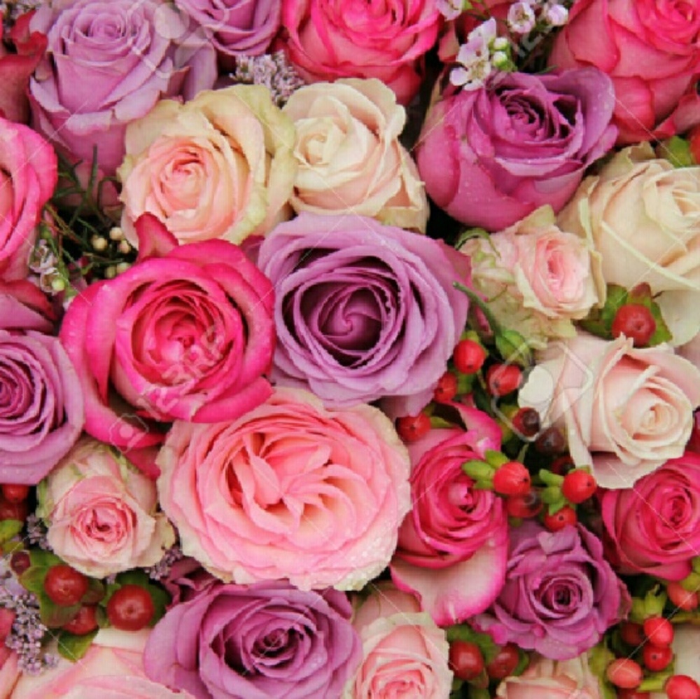 Meet your Posher, Rae rose boutique