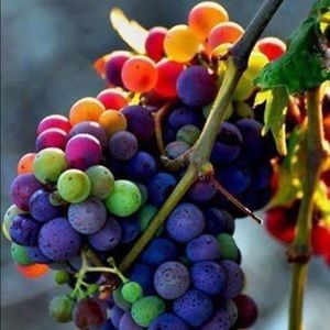 Meet your Posher, Jay