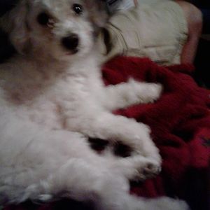 Meet your Posher, Chiki loren