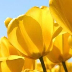 Meet your Posher, Marelly