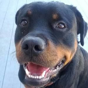 Meet your Posher, Noah