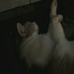 Meet your Posher, Tracy