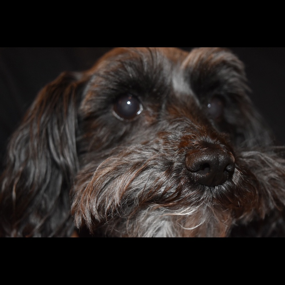 Meet your Posher, Lupe