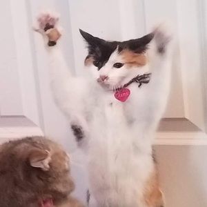 Meet your Posher, Justin