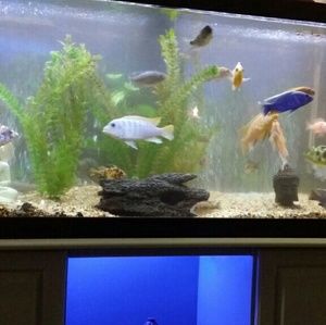 Meet your Posher, Ariel