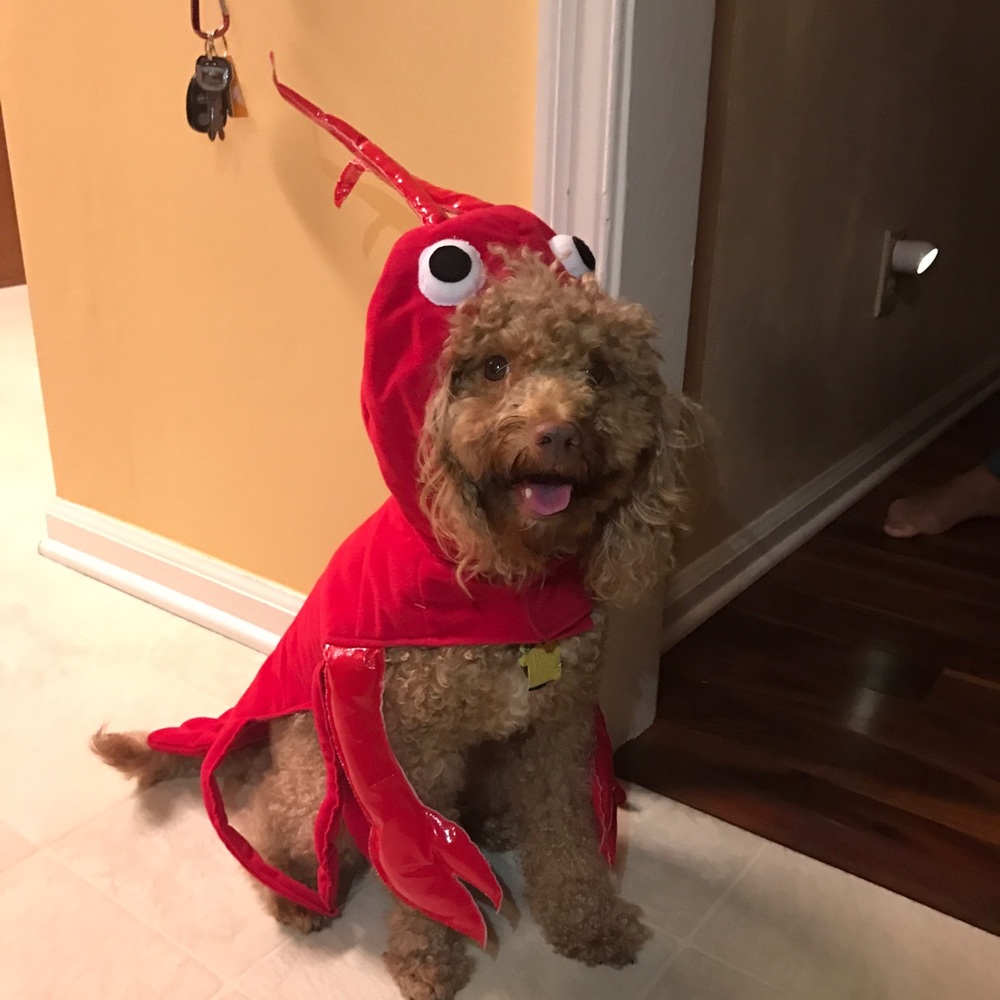 Meet your Posher, Charlai