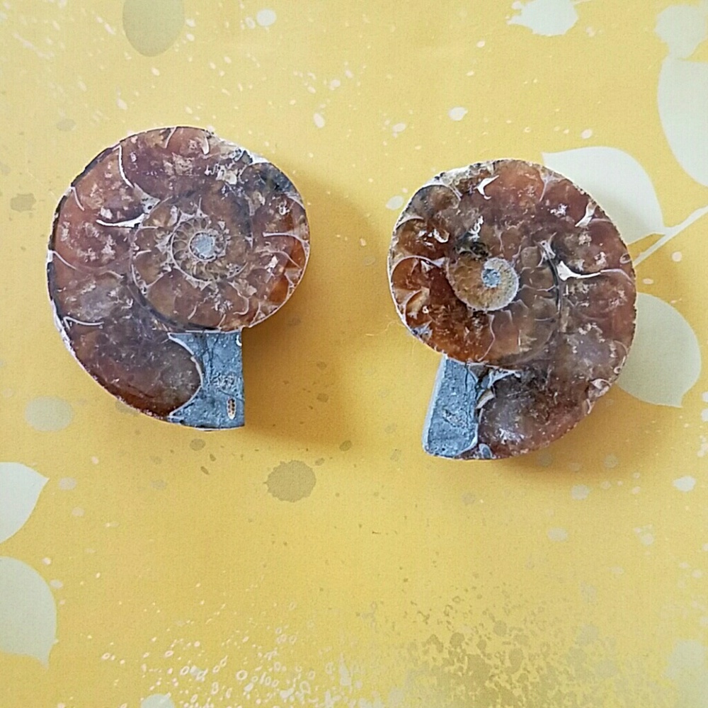Ammonite fossil gemstones