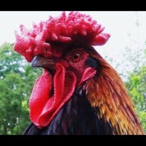 Meet your Posher, Wesley