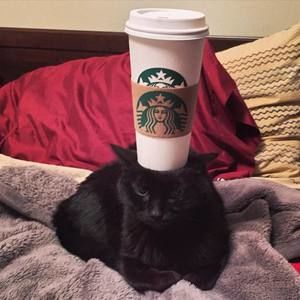 Meet your Posher, Billy