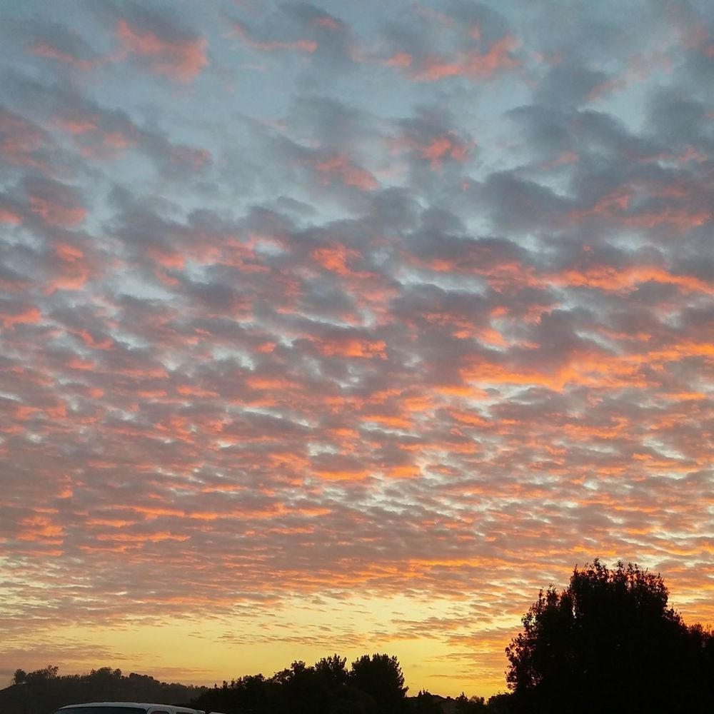 Meet your Posher, Dalida