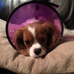 Meet your Posher, Connie