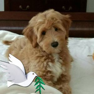 Meet your Posher, Judy