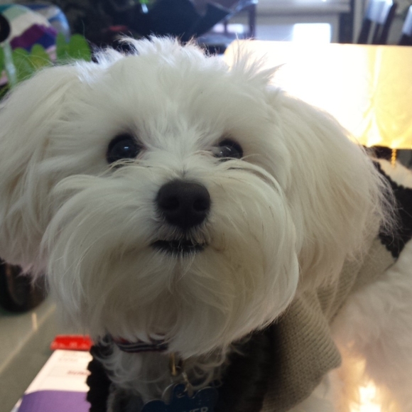 Meet your Posher, Danny sherry - Picture 1 of 1