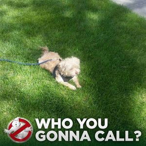 Meet your Posher, Roxana