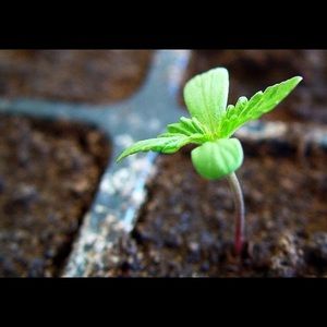 Meet your Posher, Elvis