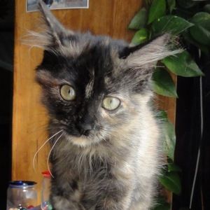 Meet your Posher, Benjamin