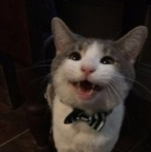 Meet your Posher, Patti