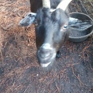 Meet your Posher, Daniela